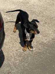 Reunited Male Dog last seen Sonoma way, Houston, TX 77053
