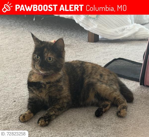 Lost Female Cat last seen University Avenue between Williams and Ann Streets, Columbia, MO 65201