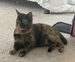 Lost Female Cat last seen University Avenue between Williams and Ann Streets, Columbia, MO 65201