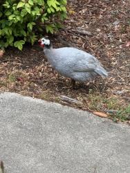 Found/Stray Male Bird last seen Off of W Wendover and Norwalk st. On to Hewitt st, Greensboro, NC 27407