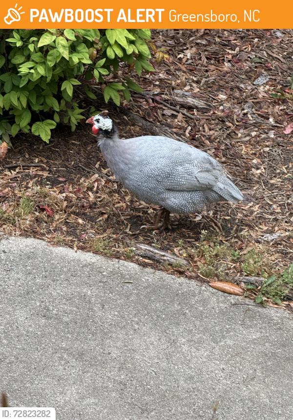 Found/Stray Male Bird last seen Off of W Wendover and Norwalk st. On to Hewitt st, Greensboro, NC 27407