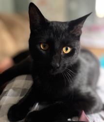 Lost Male Cat last seen Baldwin , Baldwin, FL 32234