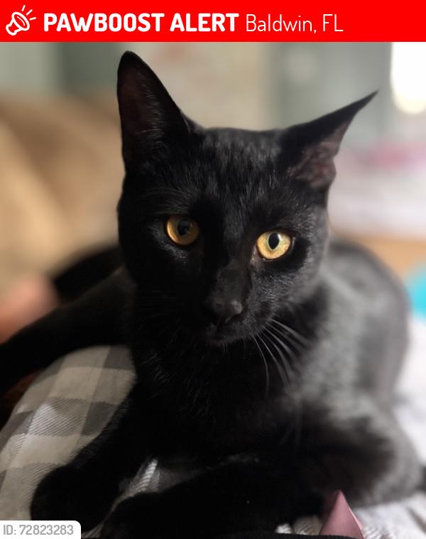 Lost Male Cat last seen Baldwin , Baldwin, FL 32234