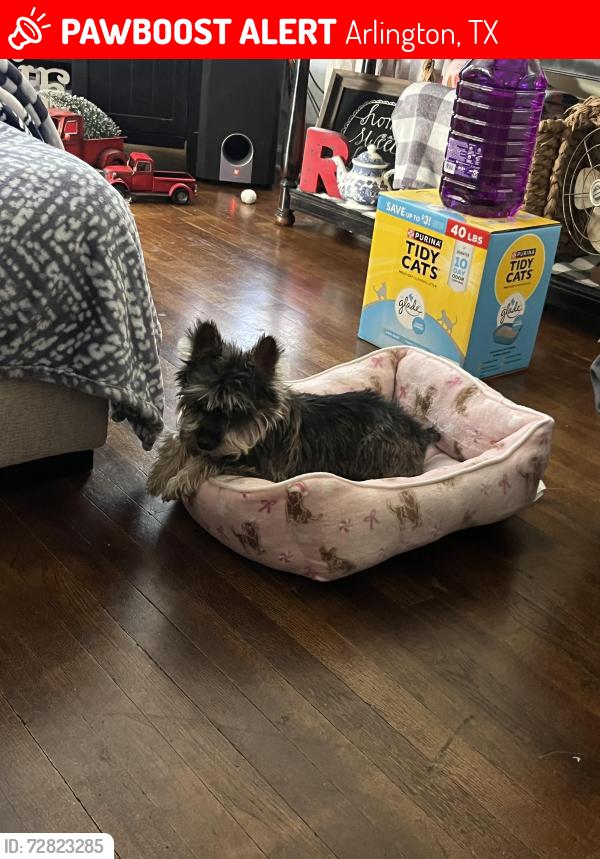 Lost Female Dog last seen Sanford, Arlington, TX 76012