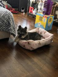 Lost Female Dog last seen Sanford, Arlington, TX 76012