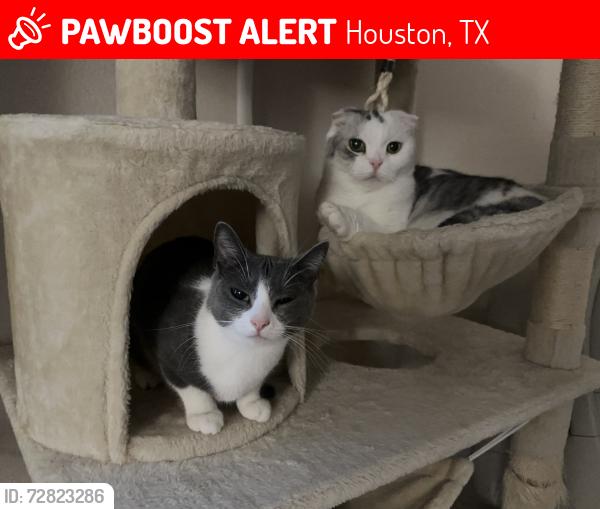 Lost Female Cat last seen hawin, Houston, TX 77036