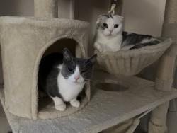 Lost Female Cat last seen hawin, Houston, TX 77036