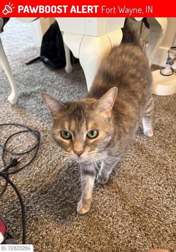 Lost Female Cat last seen Steeplechase Neighborhood, Fort Wayne, IN 46818