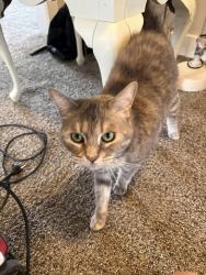 Lost Female Cat last seen Steeplechase Neighborhood, Fort Wayne, IN 46818
