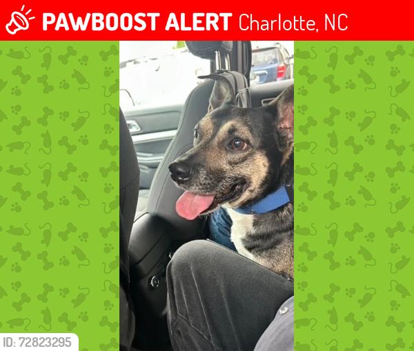Lost Male Dog last seen Ponderosa Pine ln con Harrisburg Charlotte NC 28215, Charlotte, NC 28215