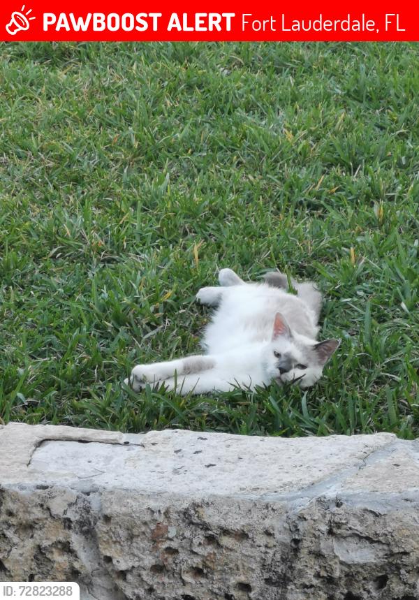 Lost Female Cat last seen Andrews ave and 56 street near north andrews gardens elementary , Fort Lauderdale, FL 33334