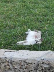 Lost Female Cat last seen Andrews ave and 56 street near north andrews gardens elementary , Fort Lauderdale, FL 33334