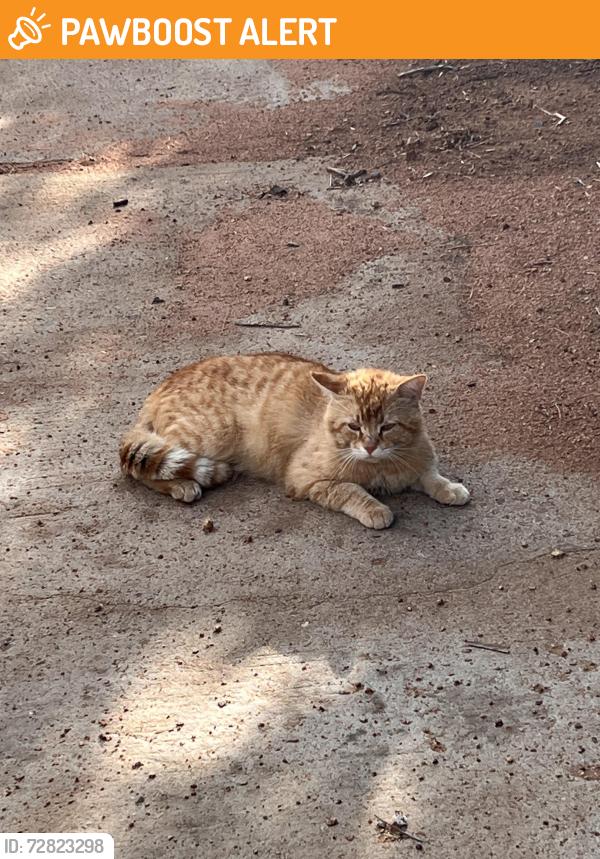 Found/Stray Male Cat last seen Old Ironside Park, Harbison Canyon, CA 92019