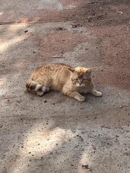 Found/Stray Male Cat last seen Old Ironside Park, Harbison Canyon, CA 92019
