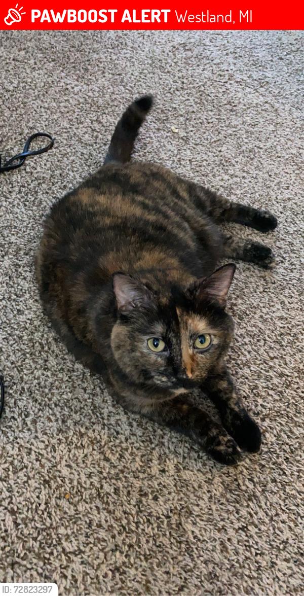 Lost Female Cat last seen Regents Court apmts, Westland, MI 48185