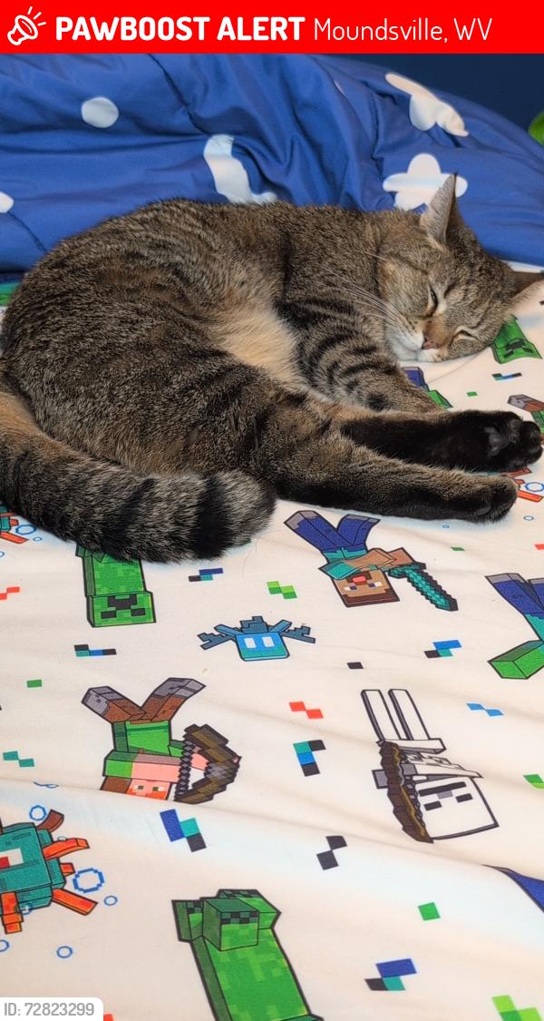 Lost Male Cat last seen Jefferson Avenue, Moundsville, WV 26041