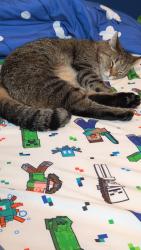 Lost Male Cat last seen Jefferson Avenue, Moundsville, WV 26041