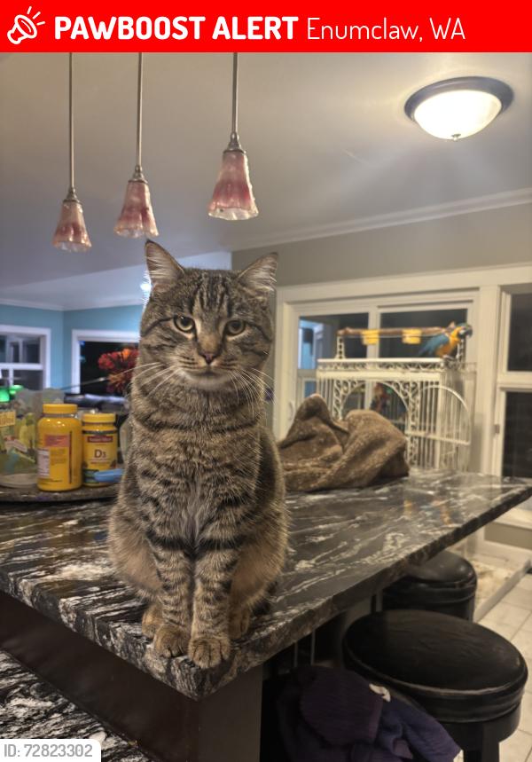 Lost Male Cat last seen 249th, Enumclaw, WA 98321