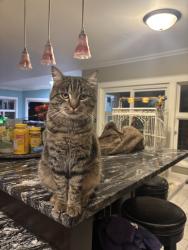 Lost Male Cat last seen 249th, Enumclaw, WA 98321