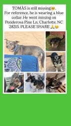 Lost Male Dog last seen Ponderosa Pine Ln con  Harrisburg Charlotte NC 28215, Charlotte, NC 28215