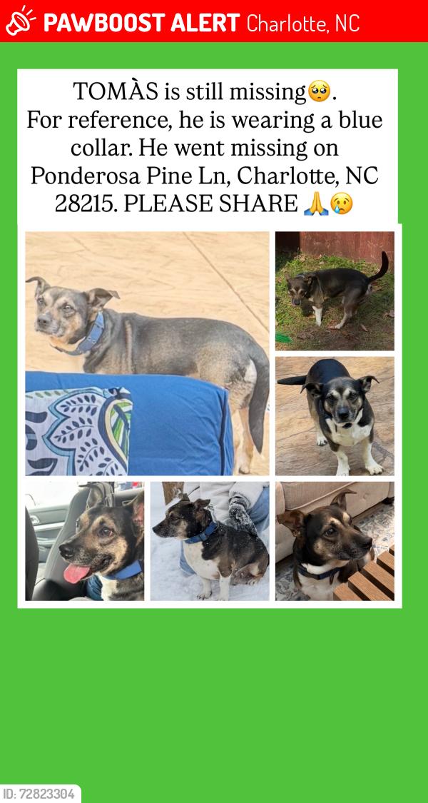 Lost Male Dog last seen Ponderosa Pine Ln con  Harrisburg Charlotte NC 28215, Charlotte, NC 28215