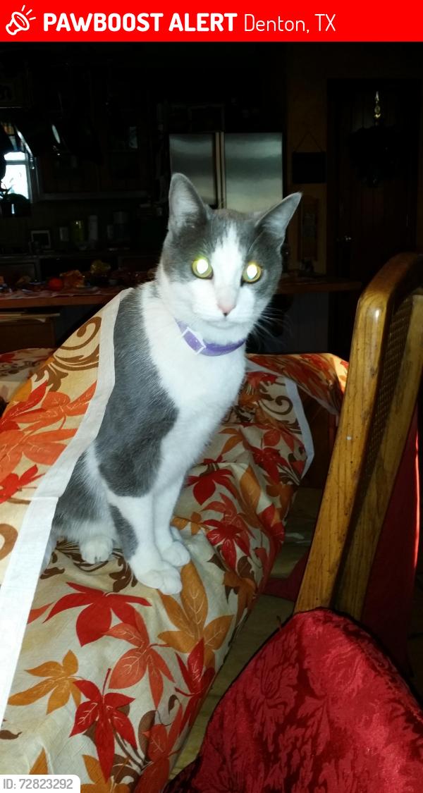 Lost Female Cat last seen Beall Way and locust, Denton, TX 76207