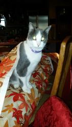 Lost Female Cat last seen Beall Way and locust, Denton, TX 76207