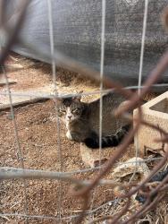 Found/Stray Male Cat last seen Old Ironsides Park, Harbison Canyon, CA 92019