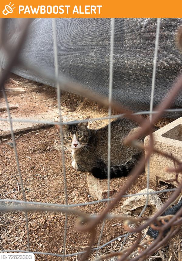 Found/Stray Male Cat last seen Old Ironsides Park, Harbison Canyon, CA 92019