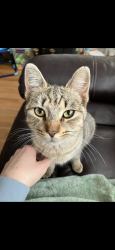 Lost Female Cat last seen Gorman Bridge Rd and View st., Asheville, NC 28806