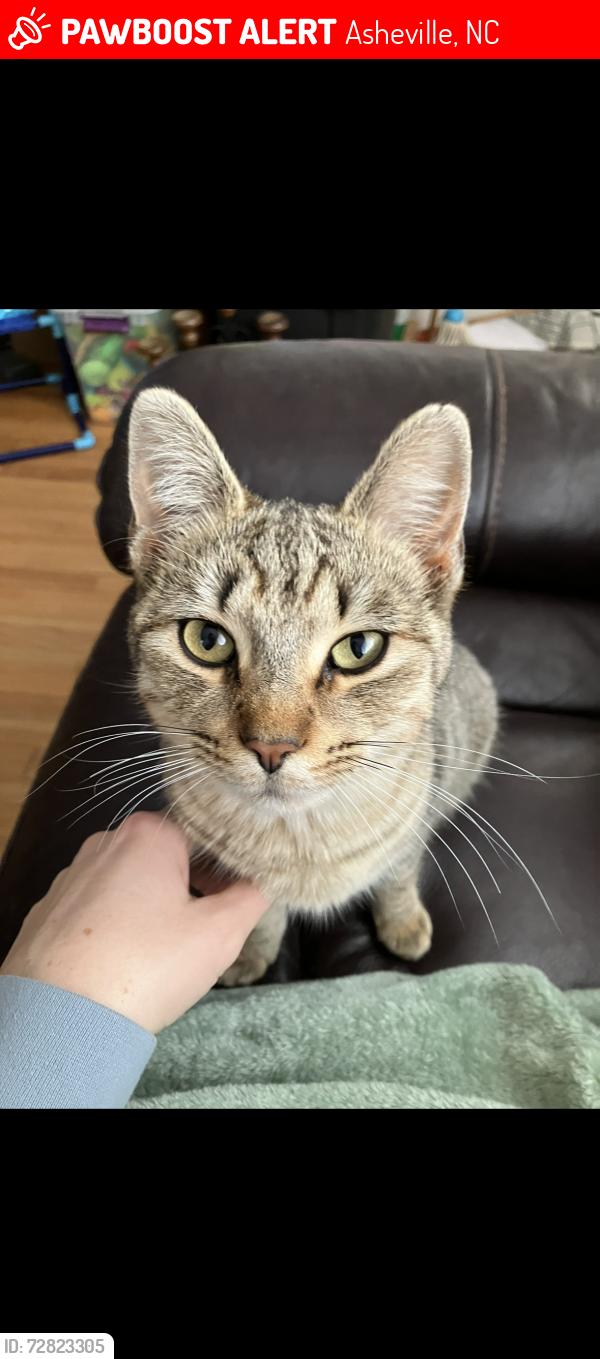 Lost Female Cat last seen Gorman Bridge Rd and View st., Asheville, NC 28806