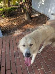 Found/Stray Unknown Dog last seen Carter Road, DeLand, FL 32724