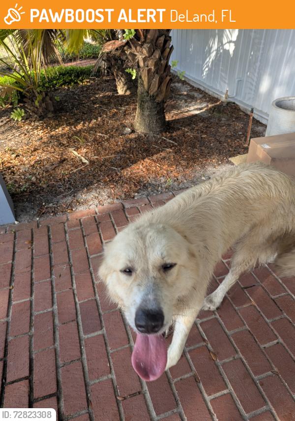 Found/Stray Unknown Dog last seen Carter Road, DeLand, FL 32724