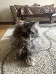 Reunited Female Cat last seen Rue de Chambéry & Rue de Clairvaux, Laval, QC H7N