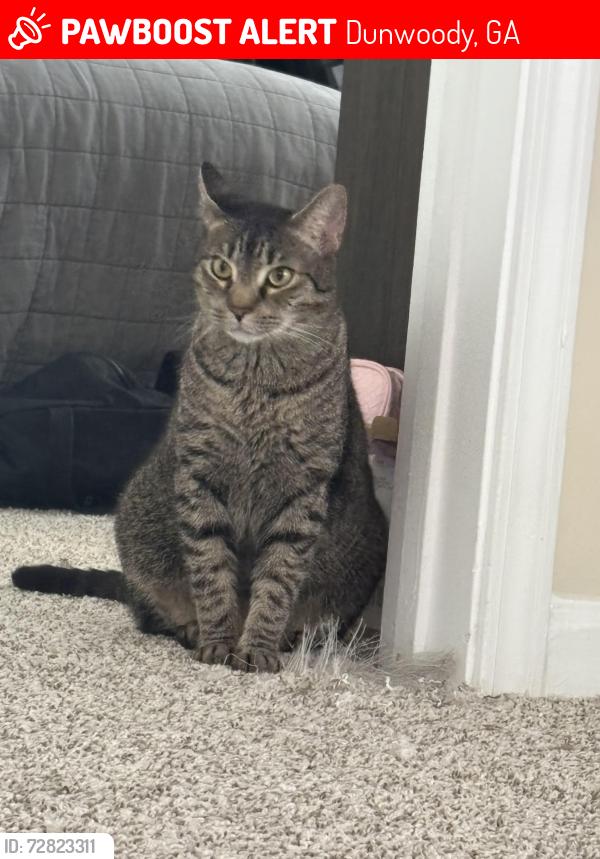 Lost Male Cat last seen Chamblee Dunwoody Rd Drift Dunwoody apmt, Dunwoody, GA 30338