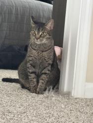 Lost Male Cat last seen Chamblee Dunwoody Rd Drift Dunwoody apmt, Dunwoody, GA 30338