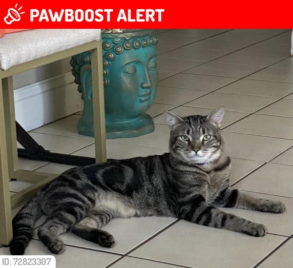Lost Male Cat last seen Dogleg Ct, New Port Richey East, FL 34668