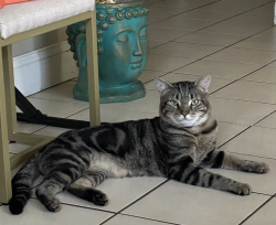 Lost Male Cat last seen Dogleg Ct, New Port Richey East, FL 34668