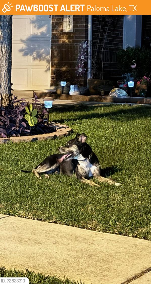 Found/Stray Male Dog last seen Magellan Way and Cortes Place (Paloma Lake neighborhood), Paloma Lake, TX 78665