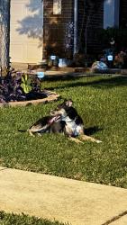 Found/Stray Male Dog last seen Magellan Way and Cortes Place (Paloma Lake neighborhood), Paloma Lake, TX 78665