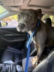 Found/Stray Female Dog last seen Near Oakleaf Plantation Pkwy Orange Park, FL  32065 United States, Orange Park, FL 32065