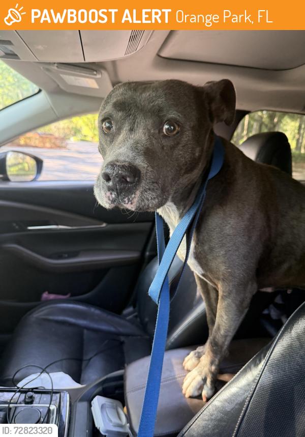 Found/Stray Female Dog last seen Near Oakleaf Plantation Pkwy Orange Park, FL  32065 United States, Orange Park, FL 32065