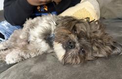 Lost Male Dog last seen Park Brook Elementary , Brooklyn Park, MN 55428