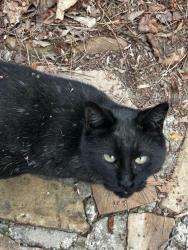 Lost Female Cat last seen We back up to the cow pasture on Batesville heading toward E. Cherokee , Canton, GA 30115