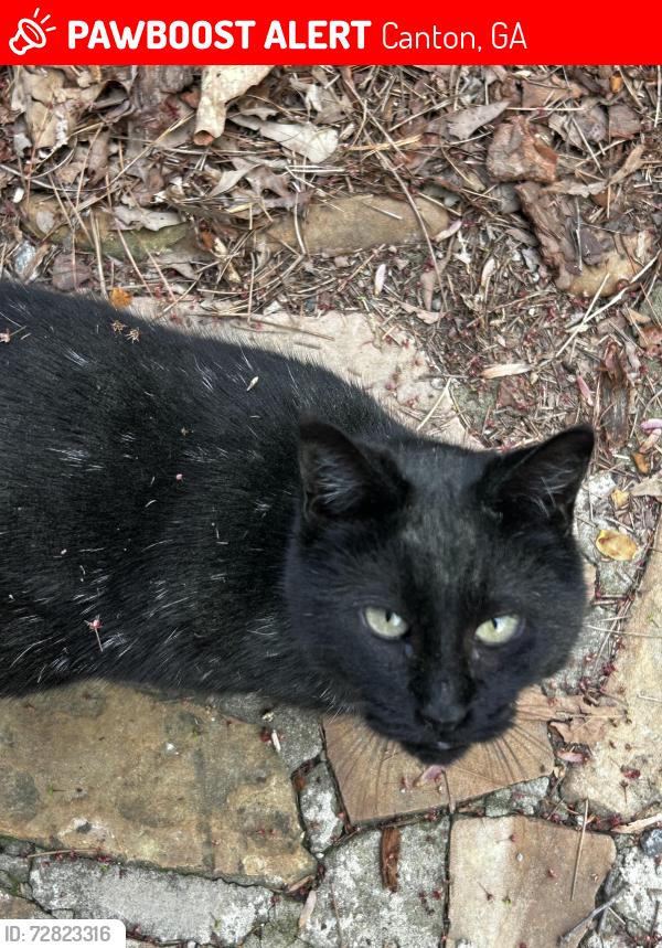 Lost Female Cat last seen We back up to the cow pasture on Batesville heading toward E. Cherokee , Canton, GA 30115