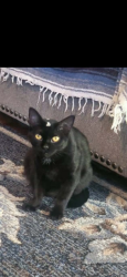 Lost Female Cat last seen Family dollar, Lancaster, KY 40444