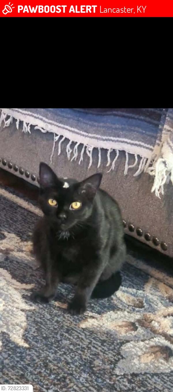 Lost Female Cat last seen Family dollar, Lancaster, KY 40444