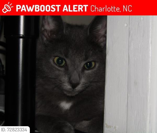Lost Male Cat last seen Near coopersdale dale rd, Charlotte, NC 28273