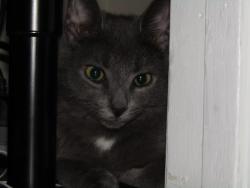 Lost Male Cat last seen Near coopersdale dale rd, Charlotte, NC 28273