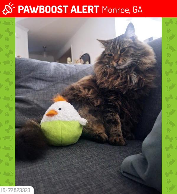 Lost Male Cat last seen Windfield Place subdivision, Monroe, GA 30655
